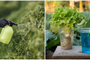 5 Jenis hama yang mengganggu tanaman hidroponik beserta solusinya