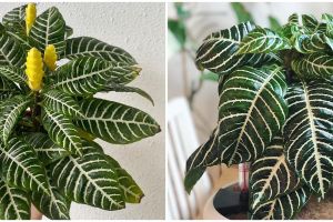 Cara merawat tanaman hias daun zebra agar subur dan menawan