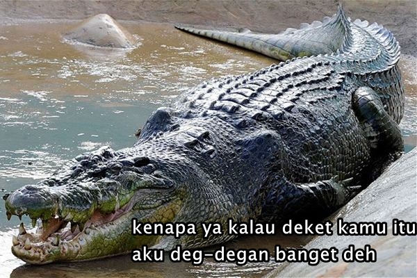 15 Plesetan bahasa 'buaya' ini bikin cewek kesel bacanya