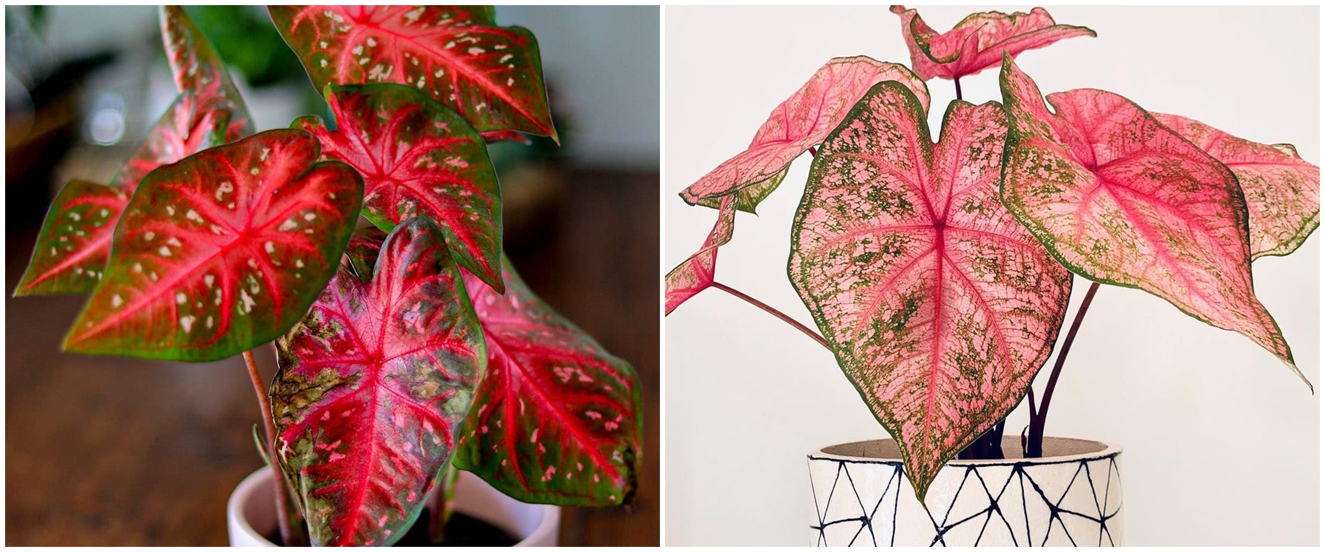 10 Jenis keladi corak merah yang cocok untuk memperindah rumah