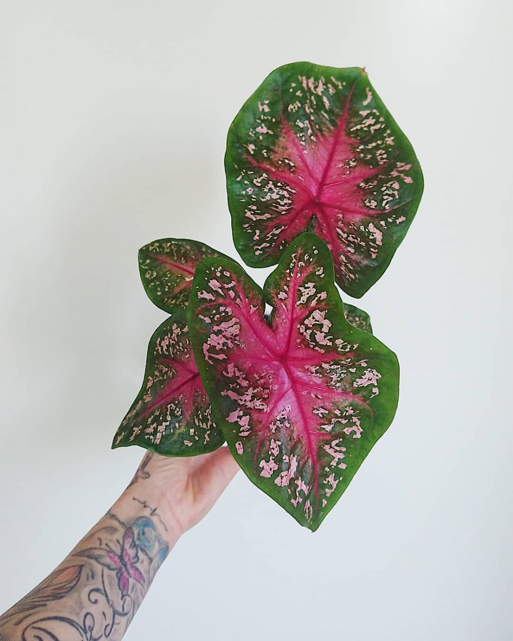 10 Jenis keladi corak merah yang cocok untuk memperindah rumah