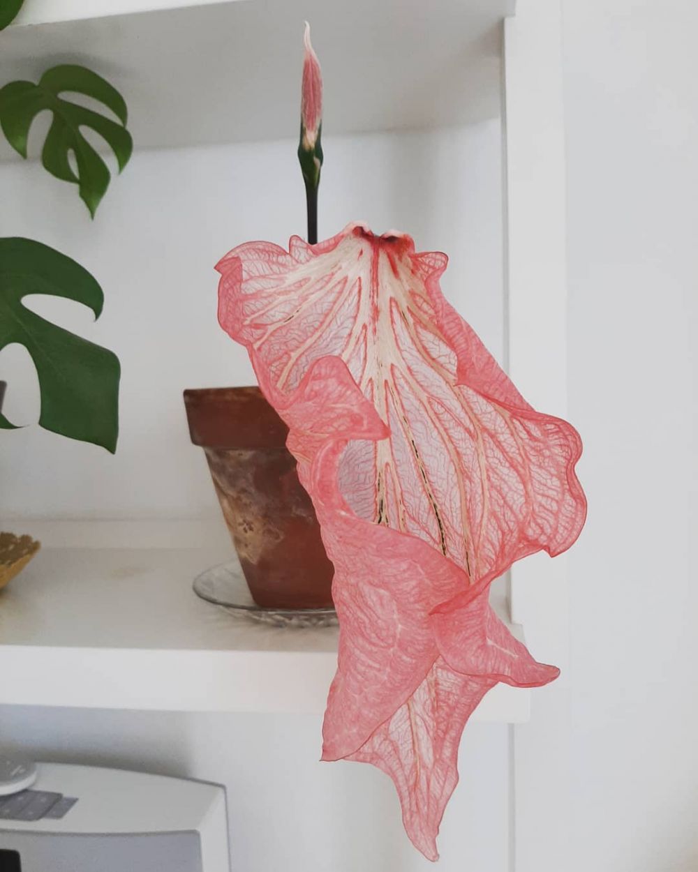 10 Jenis keladi corak merah yang cocok untuk memperindah rumah