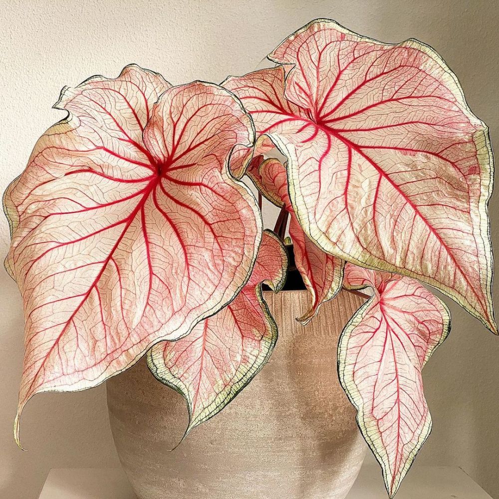 10 Jenis keladi corak merah yang cocok untuk memperindah rumah