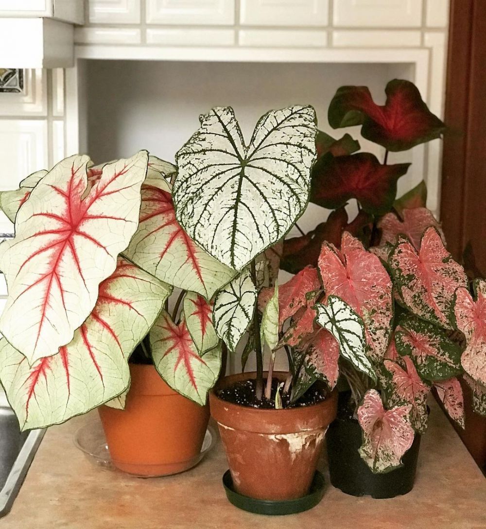 10 Jenis keladi corak merah yang cocok untuk memperindah rumah