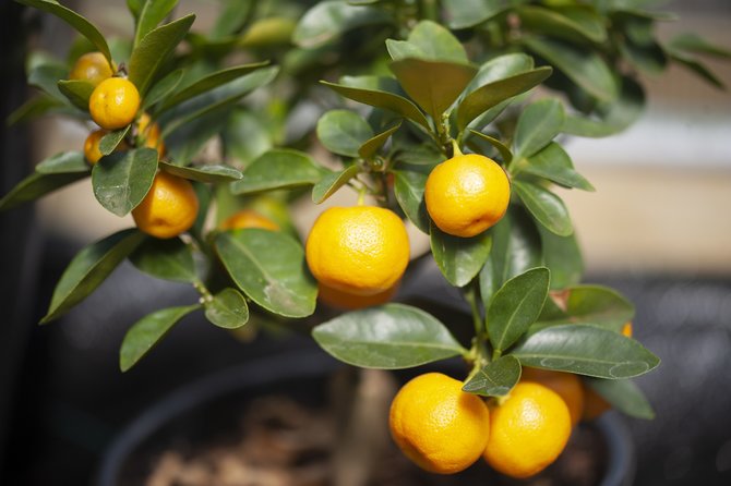 6 Tanaman hias hoki menurut fengshui, ada lidah mertua