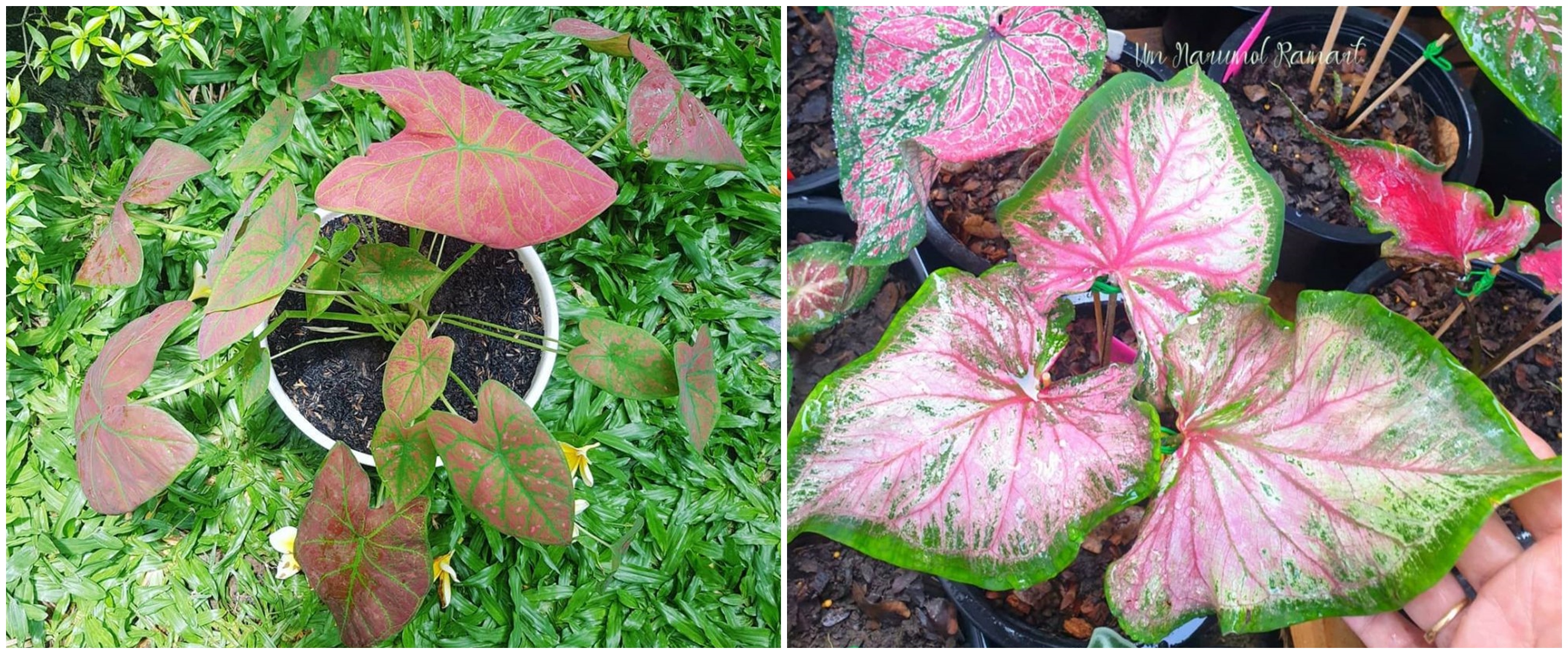 Cara memperbanyak tanaman keladi untuk pemula, simpel untuk diikuti