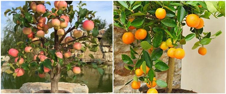 6 Jenis tanaman hias buah, mempercantik pekarangan rumah