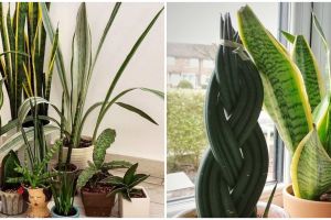 Penyebab lidah mertua berubah menguning dan cara mengatasinya