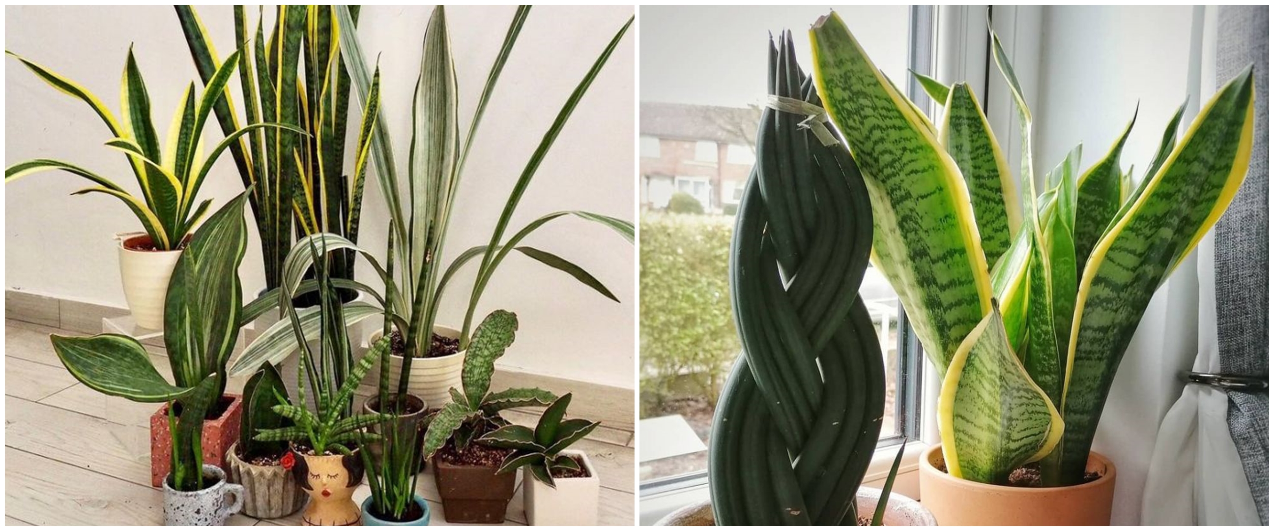 Penyebab lidah mertua berubah menguning dan cara mengatasinya