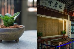 Arti tanaman lidah mertua menurut feng shui, sial atau bawa hoki?