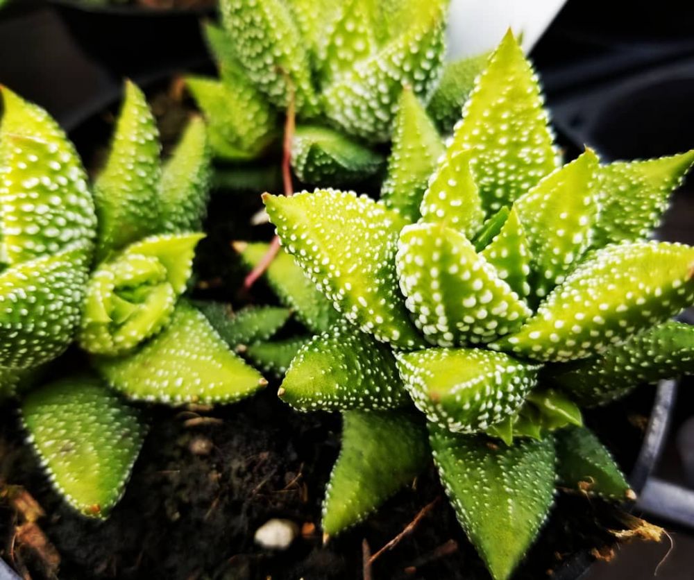 10 Jenis tanaman hias zebra, mudah dirawat & cocok dijadikan hiasan