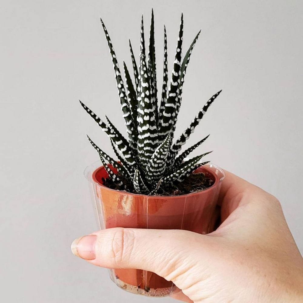 10 Jenis tanaman hias zebra, mudah dirawat & cocok dijadikan hiasan