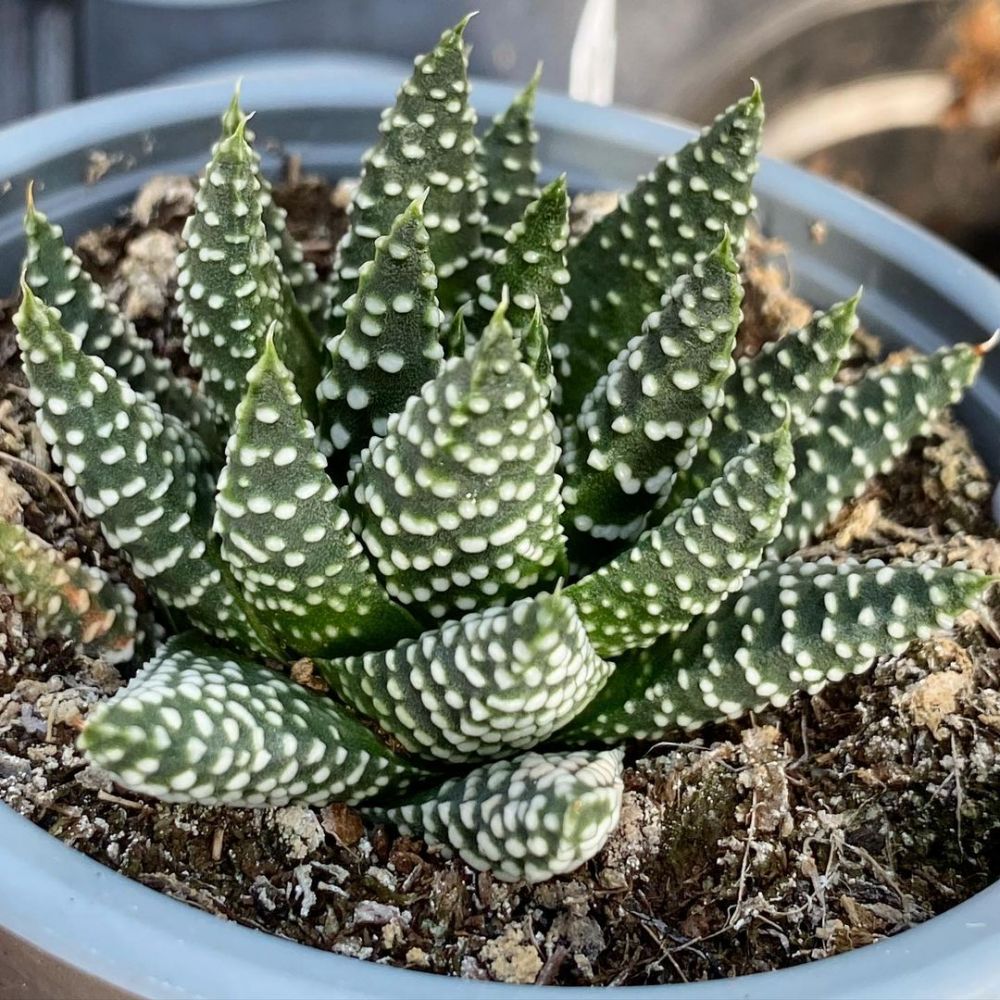 10 Jenis tanaman hias zebra, mudah dirawat & cocok dijadikan hiasan