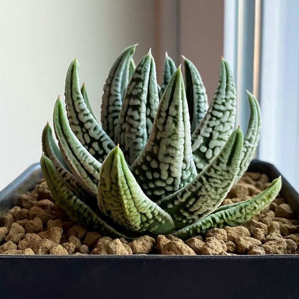 10 Jenis tanaman hias zebra, mudah dirawat & cocok dijadikan hiasan