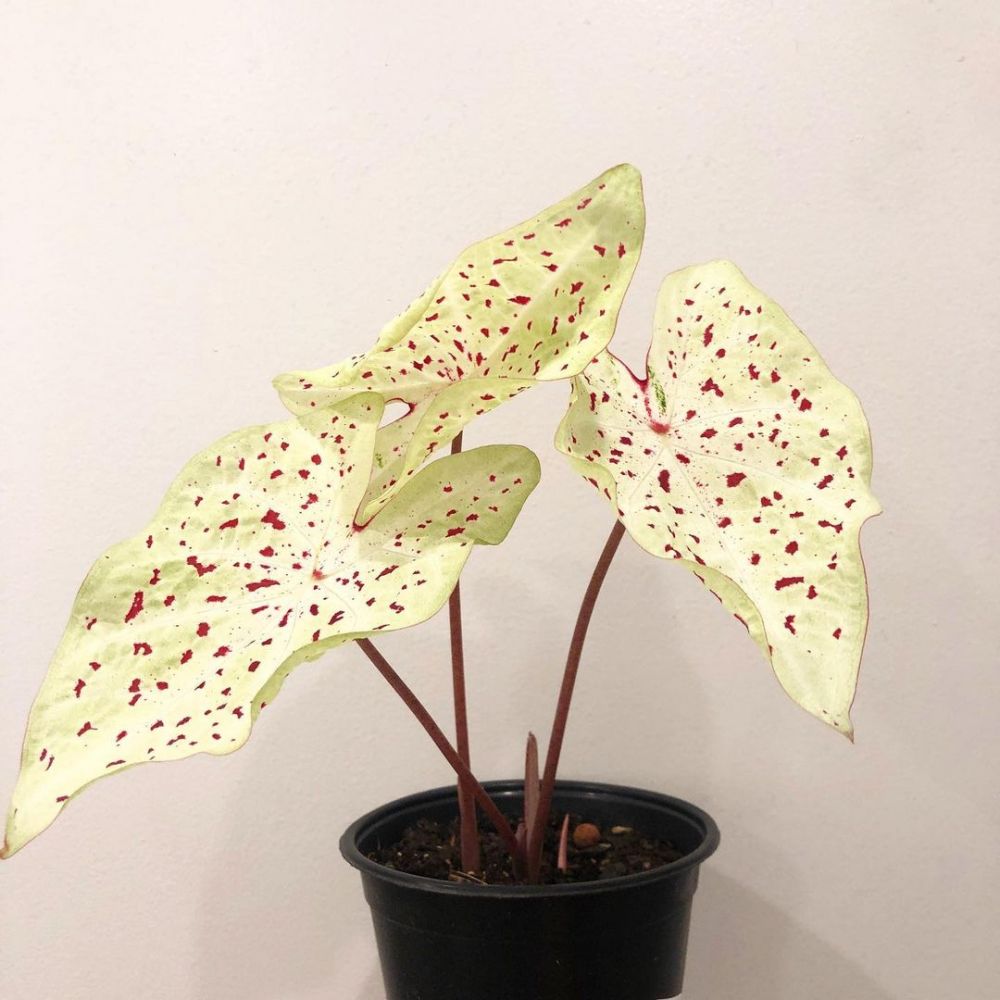 8 Jenis tanaman keladi berbintik yang cantik dengan corak unik