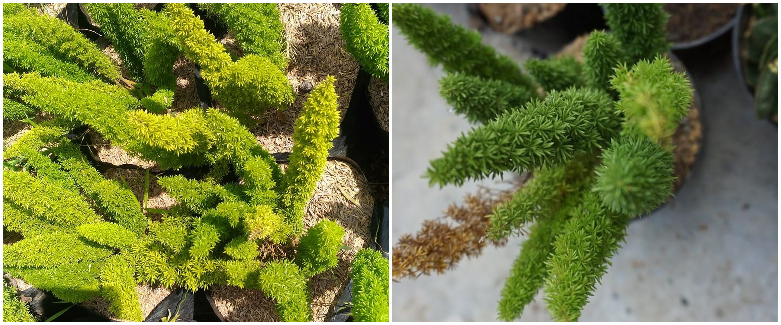 Mengenal tanaman hias ekor tupai dan cara merawatnya