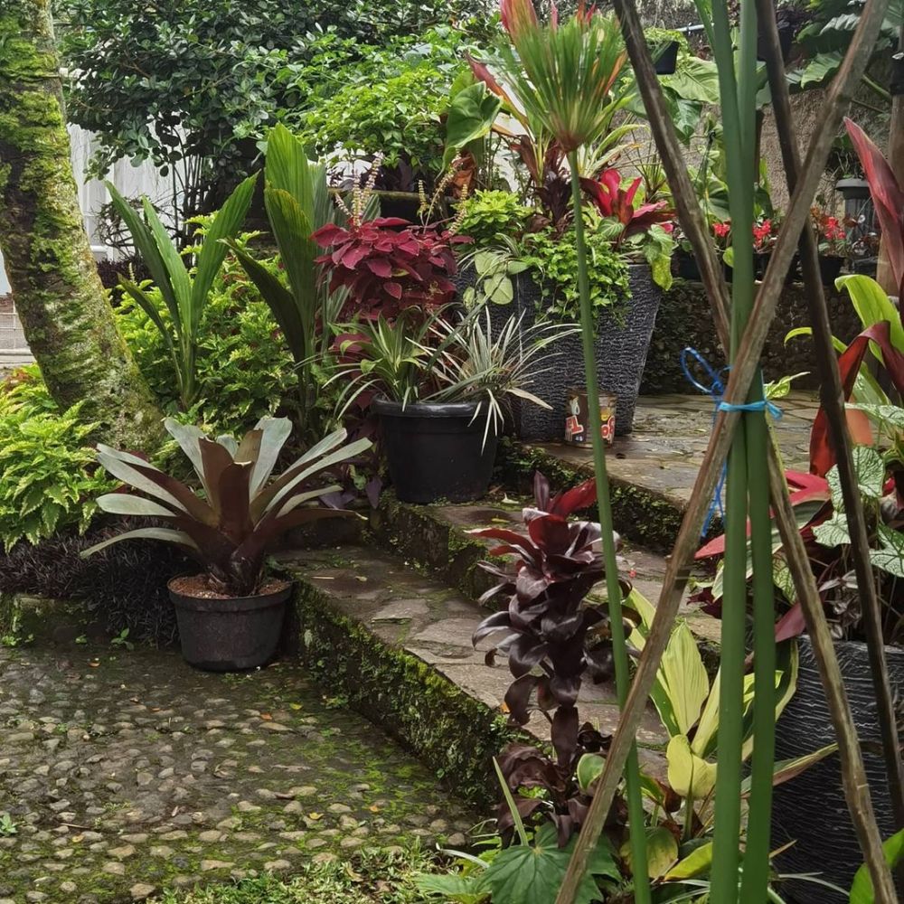 10 Potret rumah Moudy Wilhelmina, penuh koleksi tanaman