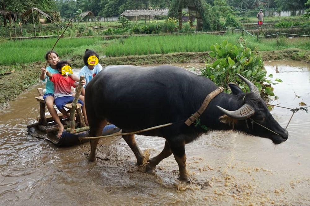 8 Momen liburan Widi Mulia dan keluarga di Bogor, Widuri bajak sawah