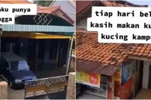 Viral kisah seorang ibu rutin beri makan kucing liar, bikin salut