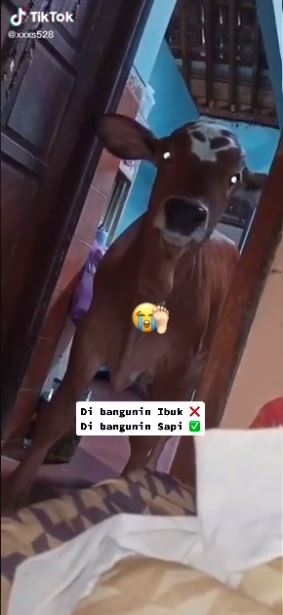 Viral orang dibangunkan sahur oleh sapi, bikin melongo tak bisa kabur