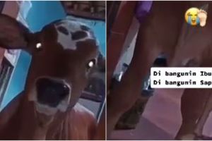 Viral orang dibangunkan sahur oleh sapi, bikin melongo tak bisa kabur