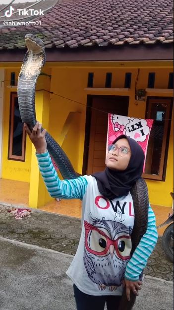 Viral video wanita gendong puluhan ular, ditonton hampir 18 juta kali