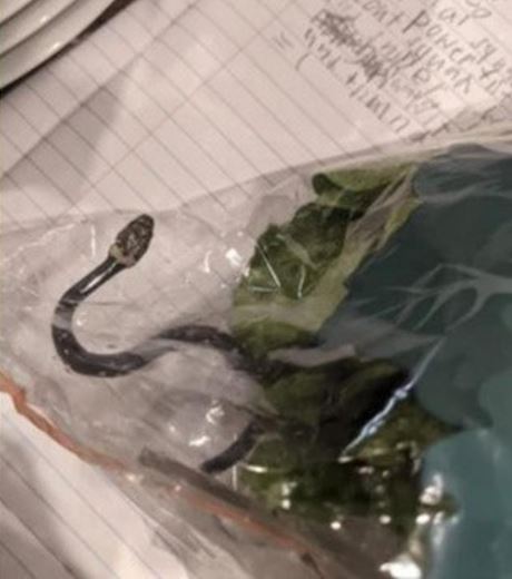 Duh, pembeli ini temukan ular berbisa di dalam plastik sayuran