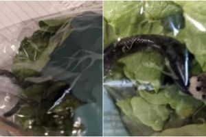 Duh, pembeli ini temukan ular berbisa di dalam plastik sayuran