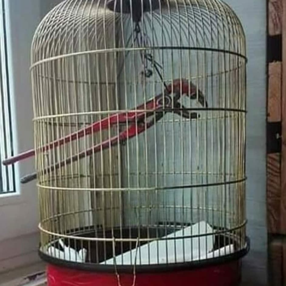 8 Penampakan nyeleneh orang bawa 'hewan peliharaan' ini kocak abis