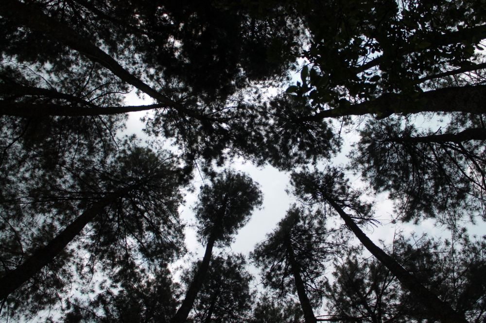 Peringati Hari Bumi 2021, pemerintah serukan pentingnya hutan sosial