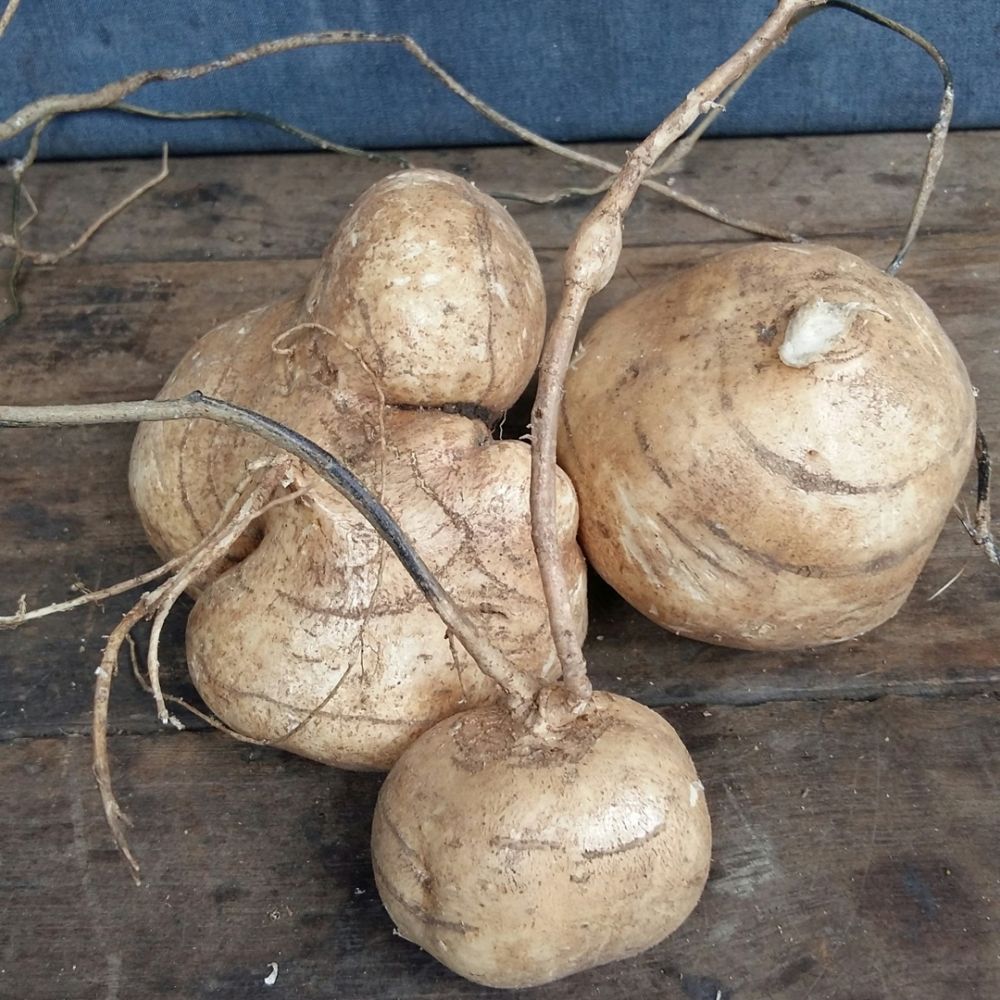 6 Manfaat mengonsumsi bengkoang, aman untuk diabetes