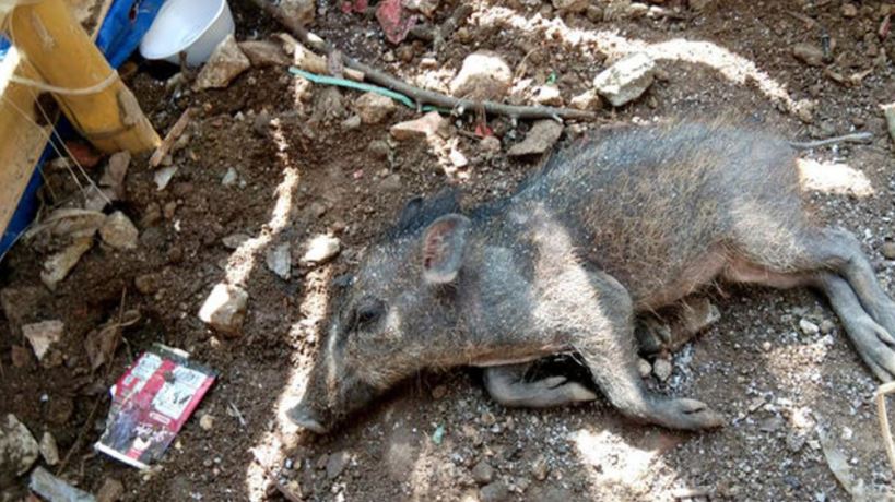 Viral penangkapan diduga babi ngepet di Depok, ini 5 faktanya