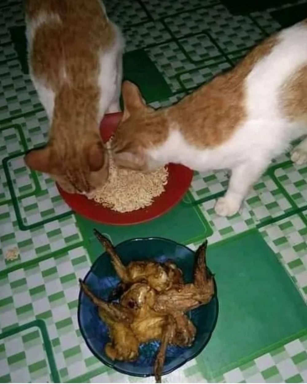 10 Momen lucu makan bareng kucing ini bikin tepuk jidat