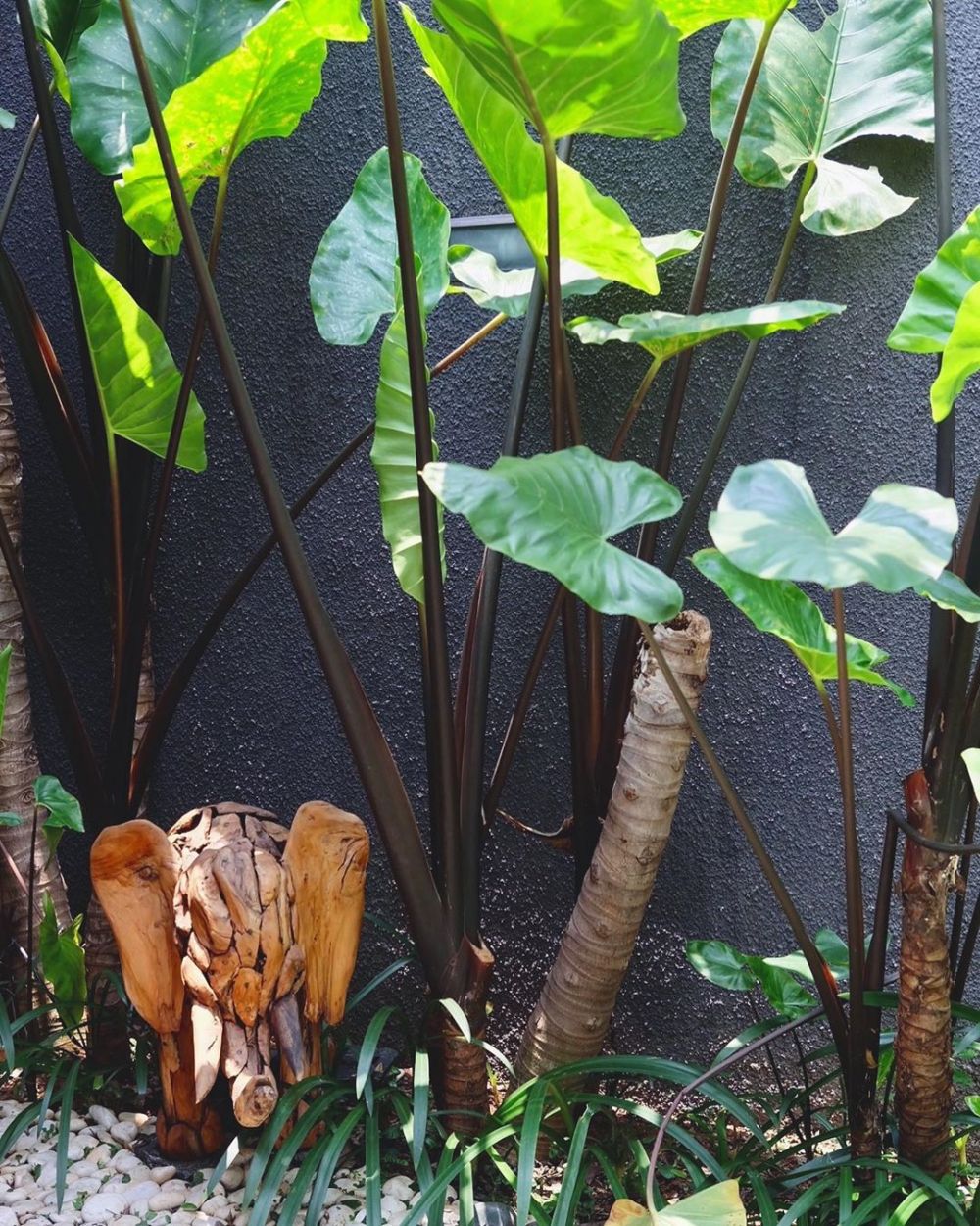 Potret 10 kebun milik seleb, koleksi Daniel Mananta unik