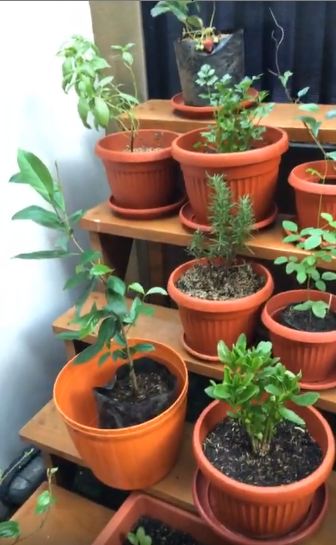 Potret 10 kebun milik seleb, koleksi Daniel Mananta unik