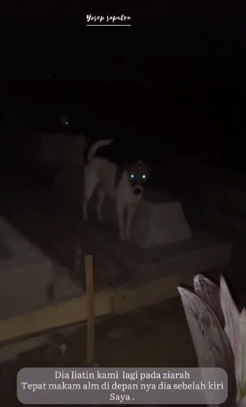 Viral kisah anjing antar peziarah ke makam tuannya, penuh haru