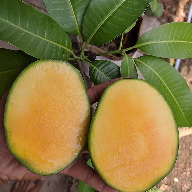 9 Jenis buah mangga yang ada di Indonesia, rasanya manis dan berserat