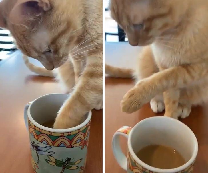 10 Momen apes 'gagal minum' karena diganggu hewan, bikin senyum kecut