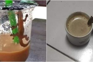 10 Momen apes 'gagal minum' karena diganggu hewan, bikin senyum kecut