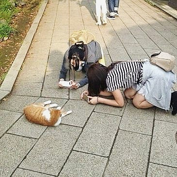 10 Aksi lucu kucing cari perhatian ini bikin tepuk jidat