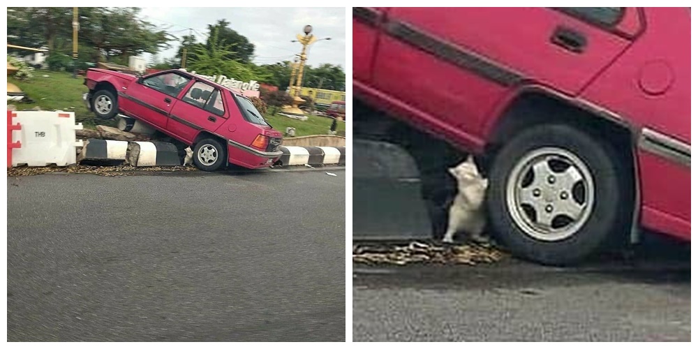 10 Aksi lucu kucing cari perhatian ini bikin tepuk jidat