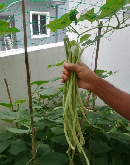 12 Sayuran ini cocok jadi lalapan pendamping ayam bakar
