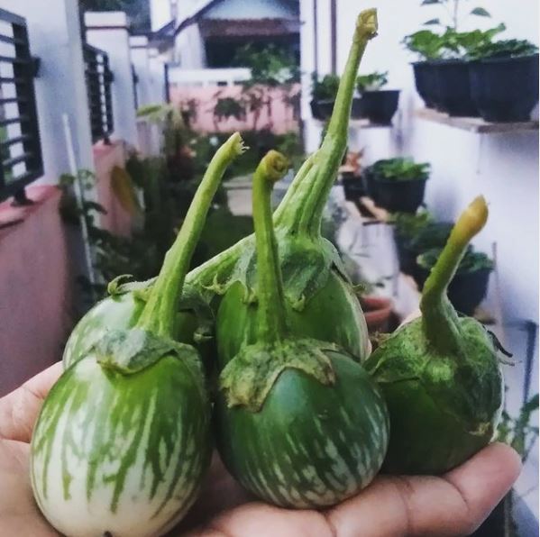 12 Sayuran ini cocok jadi lalapan pendamping ayam bakar