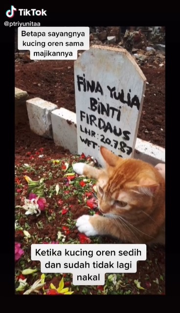 Viral video kucing sedih ditinggal pemilik, termenung di makam