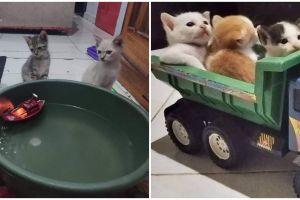11 Potret lucu kucing asyik bermain ini bikin nyengir tipis