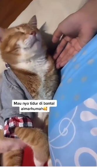 Viral kisah kucing menangis usai ditinggal pemilik meninggal dunia