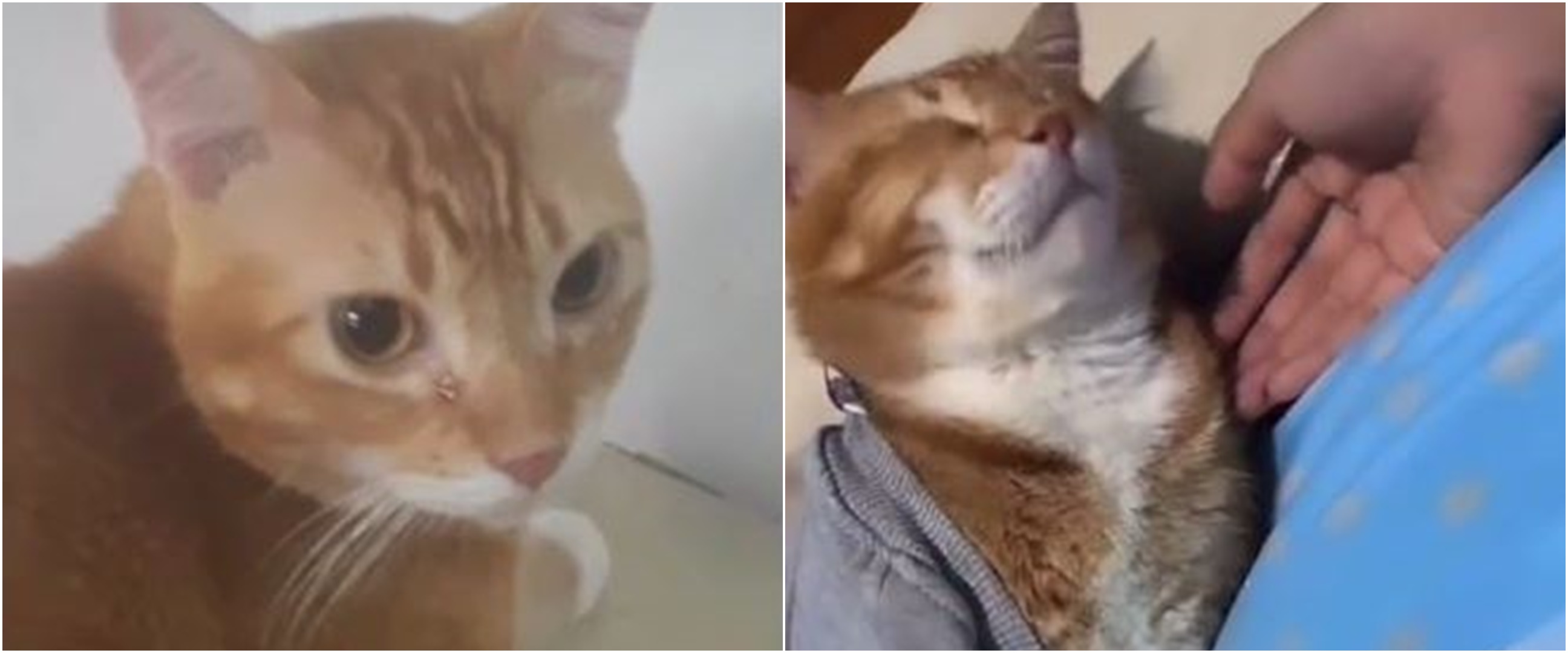 Viral kisah kucing menangis usai ditinggal pemilik meninggal dunia