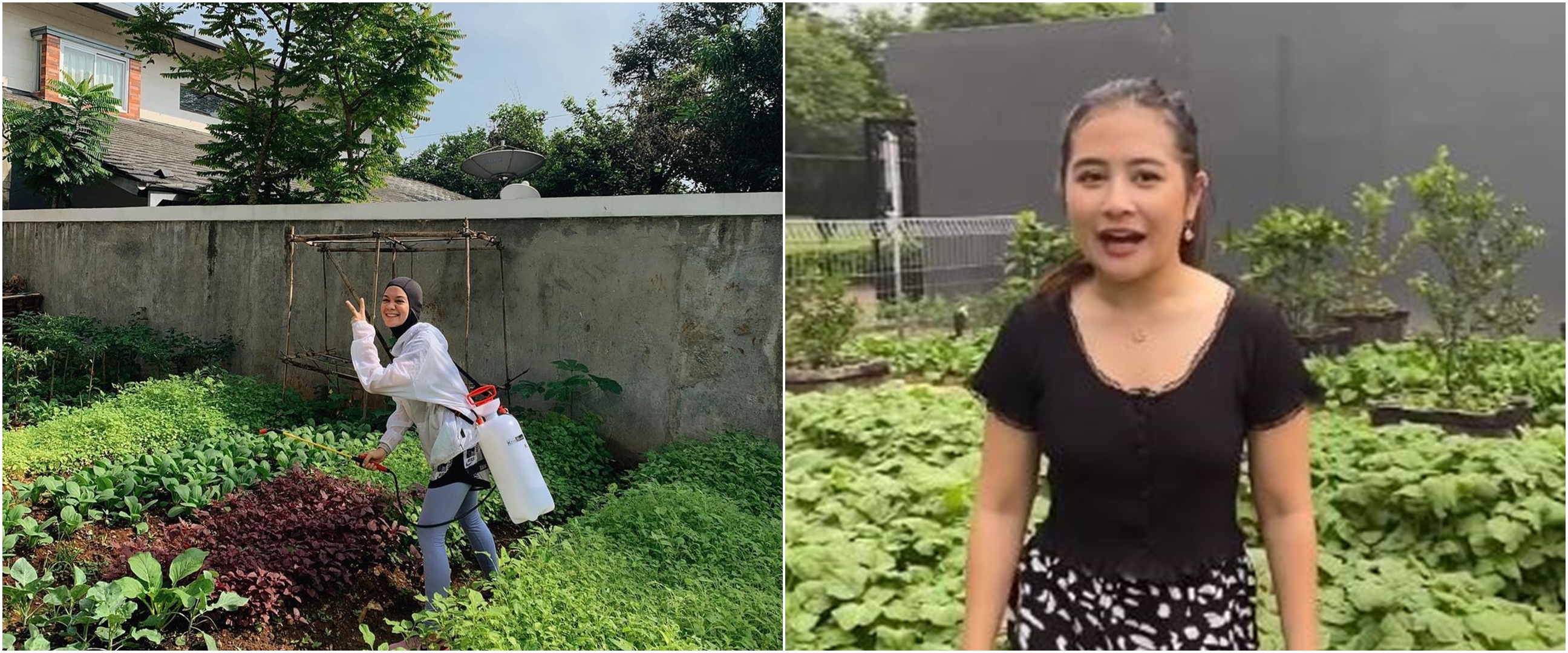 Penampakan kebun sayur di rumah 8 seleb, milik Prilly curi perhatian