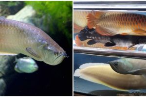 8 Jenis ikan arwana yang cocok mempercantik akuarium di rumah