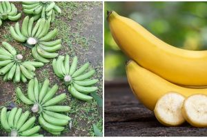 12 Jenis pisang di Indonesia, bernutrisi dan kaya akan vitamin